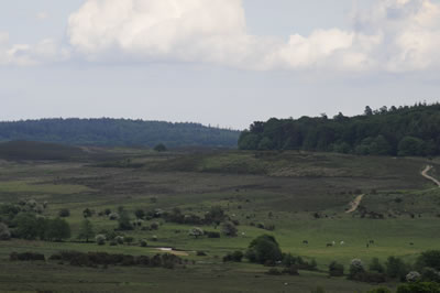 New Forest Landscape